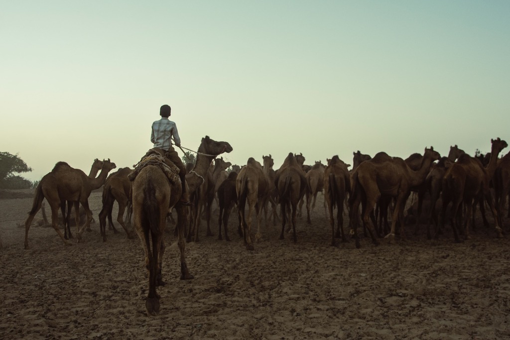 Thar Desert